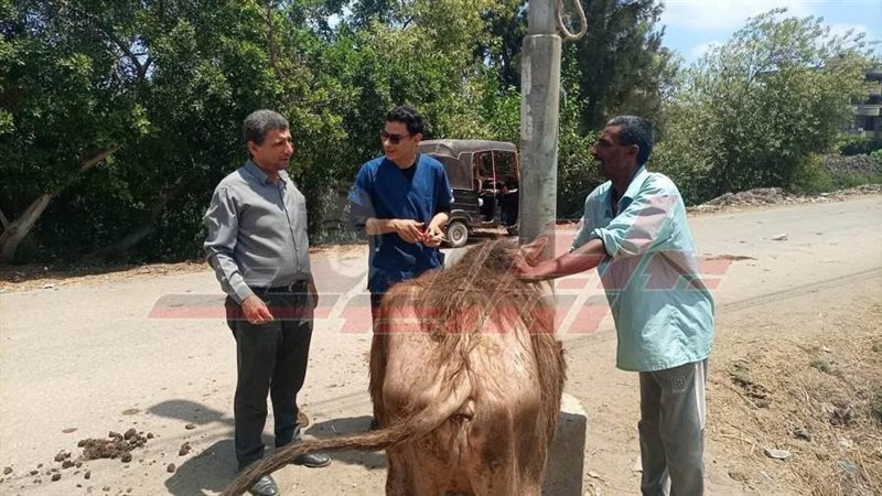 القافلة البيطرية