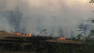 تعرف على طلبات الترخيص لفتح مواقع تجميع قش الأرز وحطب الذرة بالبحيرة استعدادا لموسم الحصاد