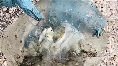 ظهور مفاجئ لقناديل البحر ببورسعيد يثير قلق المصطافين