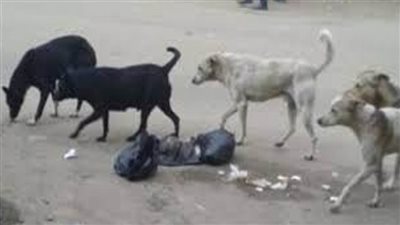 محافظة الجيزة: تجهيز 