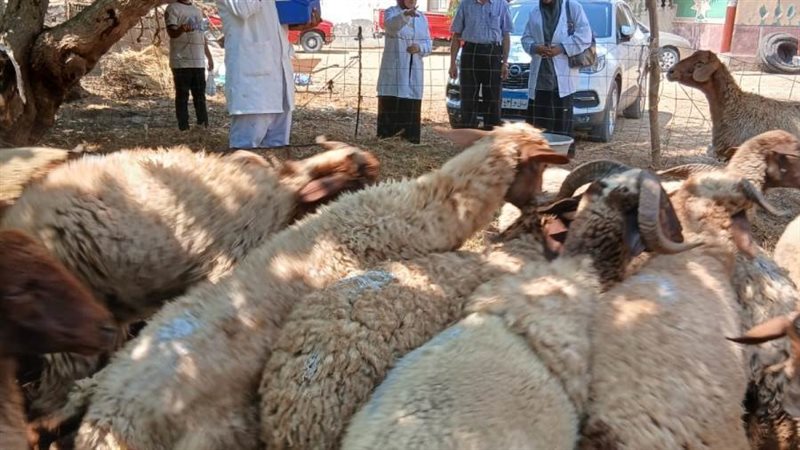 جانب من الحملة