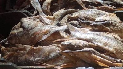 محافظ أسوان: إغلاق مخزنين للأسماك المملحة لعدم صلاحيتها للاستهلاك الآدمي