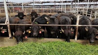 وزير الزراعة: برامج لدعم منظومة تربية الجاموس المصري لتحسين إنتاجيته