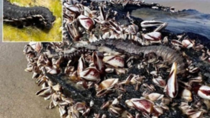 كائنات سامة