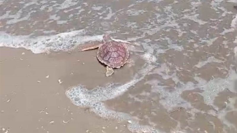 سلحفاة بحرية