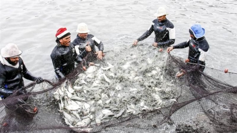 مزارع قناة السويس