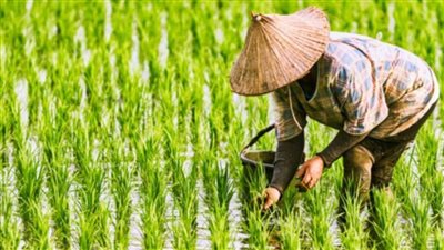 محصول الأرز في اليابان في خطر بعد ارتفاع قياسي لدرجات الحرارة