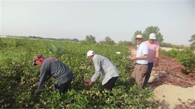 عاجل| لأول مرة.. نجاح زراعة القطن في صحراء طور سيناء