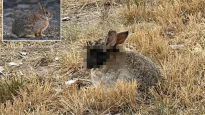 مخالب غريبة