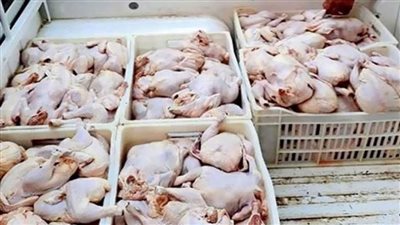 ضبط طن و700 كيلو دواجن فاسدة في الغربية