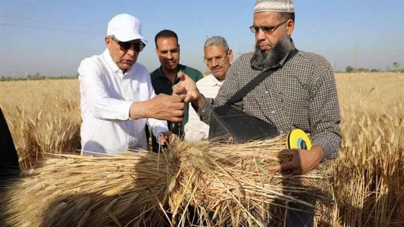 توريد القمح بالمنيا