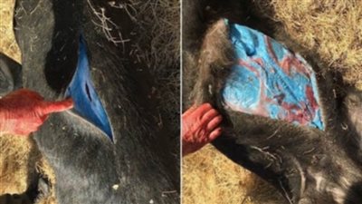 تحذير أمريكي عاجل لآكلي لحوم الخنازير