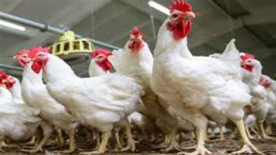 سعر الفراخ البيضاء اليوم في بورصة الدواجن 