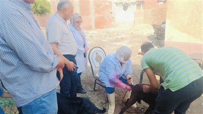 بالصور.. قافلة بيطرية تعالج 3800 طائر وماشية في الغربية