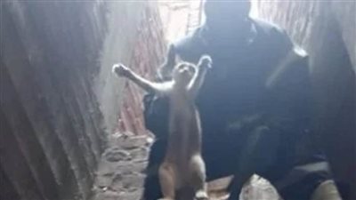 عقب بلاغ سيدة.. شرطة النجدة تنقذ قطة 