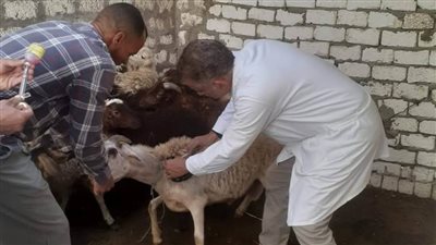لحماية الثروة الحيوانية.. تحصين نحو 181 ألف رأس ماشية ضد الأمراض الوبائية 