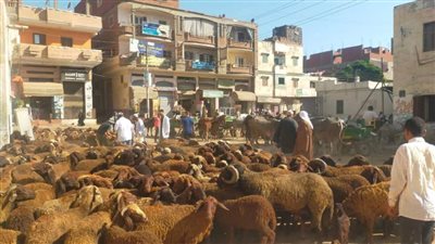 بالصور.. قافلة بيطرية تعالج 5213 طائرا وماشية في 