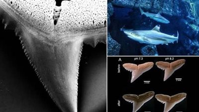 علماء يحذرون: أسماك القرش تفقد أسنانها القاتلة بسبب تغير المناخ