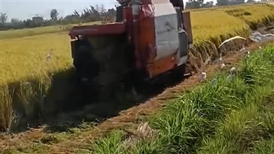 وزير الزراعة يوجه بتكثيف جهود الزراعة الآلية لدعم مزارعي الأرز في موسم الحصاد