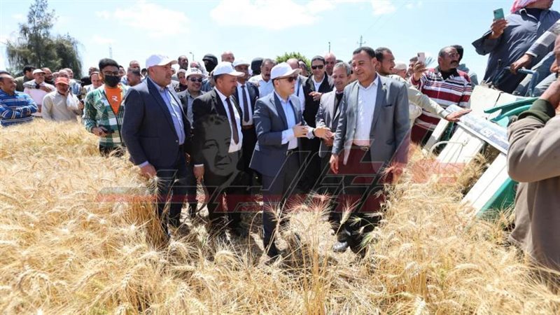 زراعة القمح