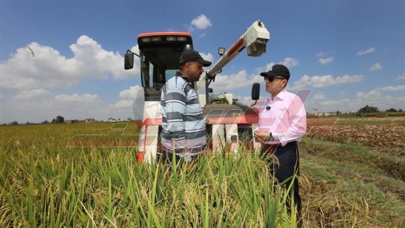 موسم حصاد الارز