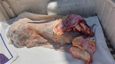 ضبط لحوم فاسدة وتحرير 219 محضرًا خلال حملات تموينية موسعة بأسيوط