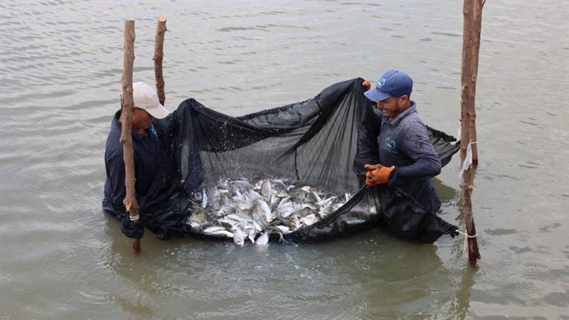 أنتاج أسماك وفير