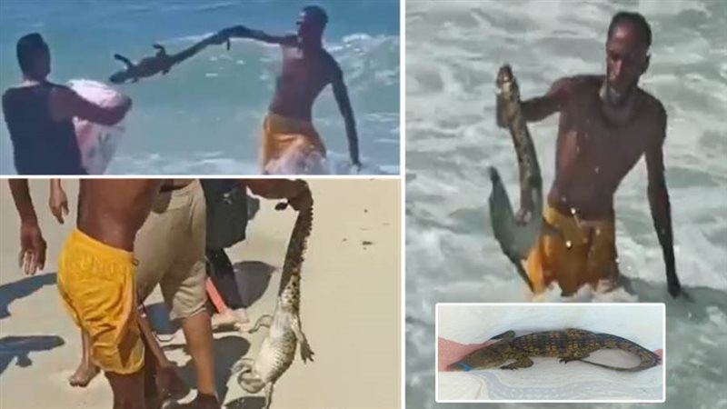 تمساح أبوتلات