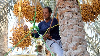 انطلاق موسم حصاد البلح في مزارع النخيل بالجيزة