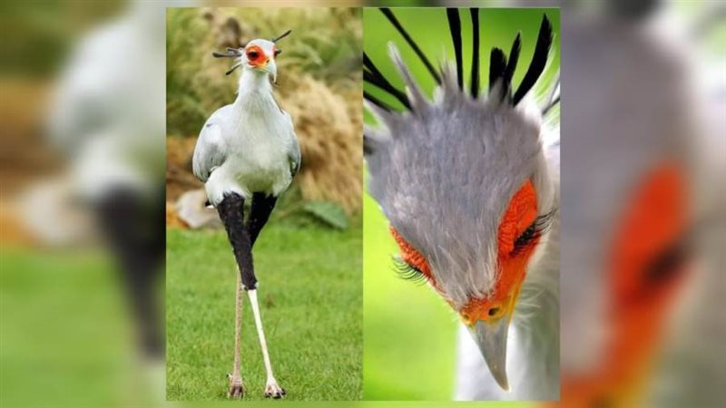 طائر السكرتير Sagittarius