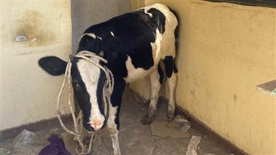 الأجهزة التنفيذية تبدأ مصادرة العجول الهائمة في بورسعيد