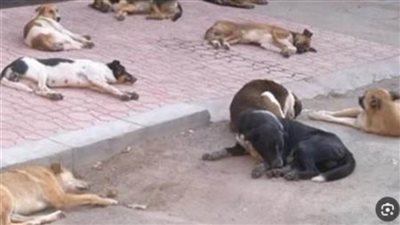 الجيزة توضح حقيقة نفوق عدد من الكلاب الضالة بحدائق الأهرام