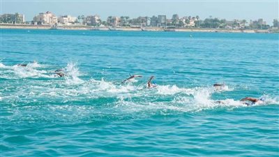 اليوم.. افتتاح بطولة العالم للسباحة بالزعانف بالمياه المفتوحة بمارينا العلمين