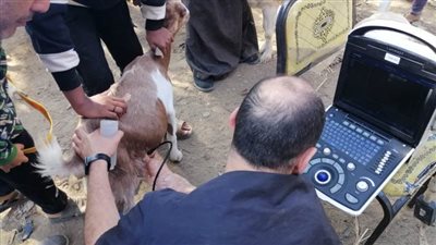 بالصور.. قافلة بيطرية تعالج 3137 طائرًا وماشية في الغربية