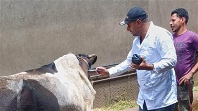 انطلاق الحملة القومية الثالثة للتحصين ضد مرض الحمى القلاعية والوادي المتصدع بالمنوفية غداً