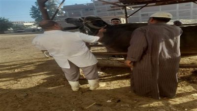 بالصور.. بدء تحصين المواشي ضد الحمى القلاعية والوادي المتصدع في الغربية