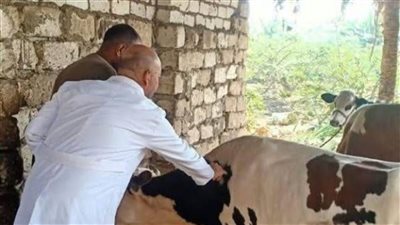تحصين 45 ألف رأس ماشية بالحملة القومية ضد الحمى القلاعية والوادي المتصدع بالمنيا