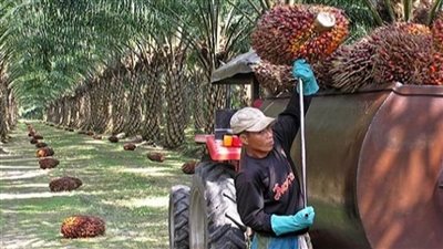 إندونيسيا تسعى لإلغاء الرسوم الجمركية الأمريكية على زيت النخيل أسوة بماليزيا