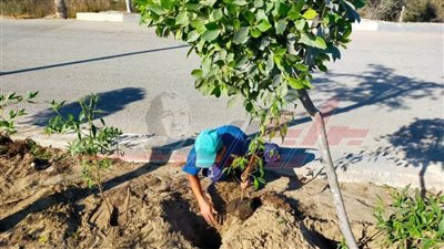 استمرار زراعة الأشجار بمصيف بلطيم ضمن المبادرة الرئاسية «100 مليون شجرة»