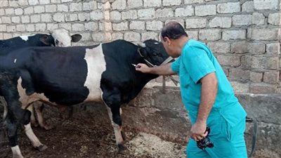 تحصين 36 ألف رأس ماشية بأسيوط خلال الأسبوع الثاني من الحملة القومية الثالثة للتحصين 