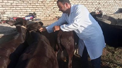  تحصين67 ألفًا و269 رأسا ضد الحُمى القُلاعية والوادي المُتصدّع ببني سويف