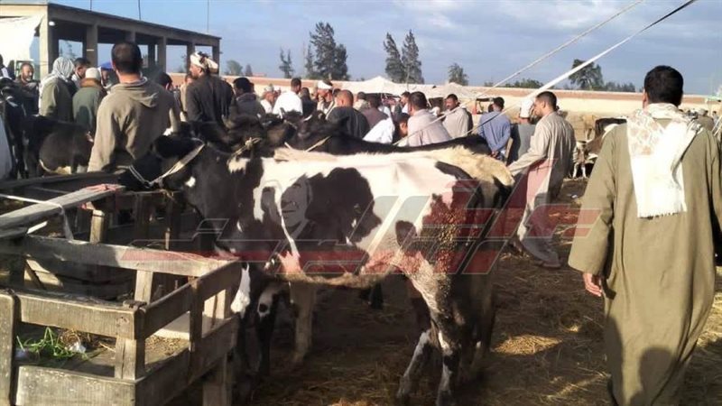 تحصين المواشي