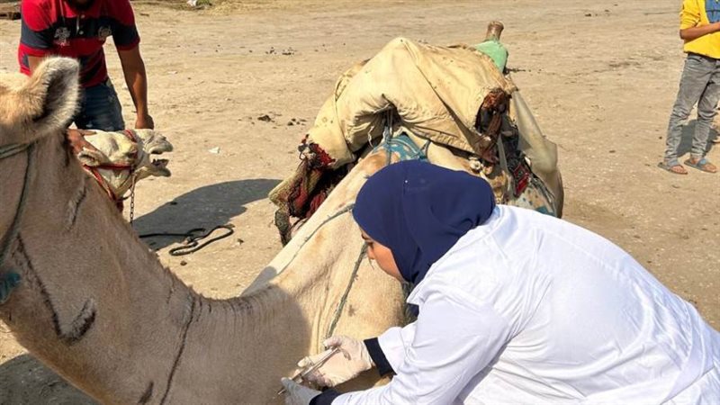 قوافل بيطرية مجانية