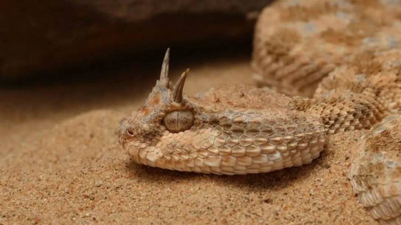 أفعي القرناء العربية