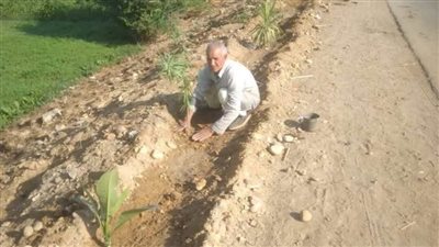 مبادرة 100 مليون شجرة.. زراعة 94 شتلة متنوعة بالمنيا 