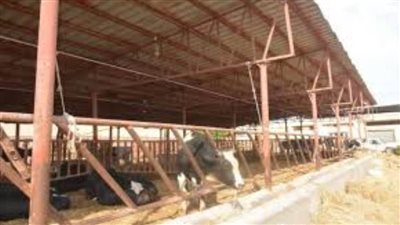 وزارة الزراعة تصدر 807 تراخيص تشغيل لأنشطة الثروة الحيوانية والداجنة في نوفمبر