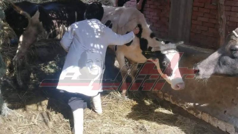 تحصين المواشي