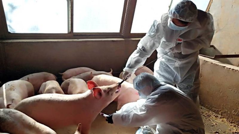 تفشي حمى الخنازير