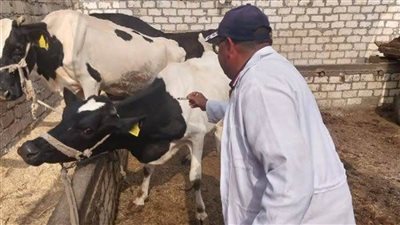 الزراعة: تحصين الماشية ب8.1 مليون جرعة لقاح ضد الحمى القلاعية والوادي المتصدع
