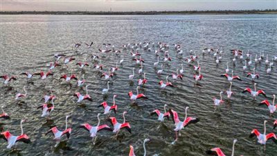 وزيرة التنمية المحلية تعلن عودة الفلامنجو إلى بحيرة قارون